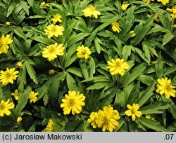 Anemone ranunculoides Semi Plena