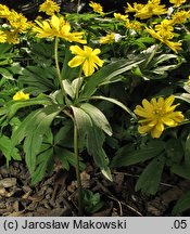 Anemonoides ranunculoides Semi Plena