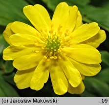 Anemone ranunculoides Semi Plena