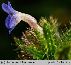 Anchusa arvensis (farbownik polny)