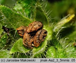 Anchusa arvensis (farbownik polny)