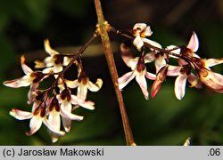 Abeliophyllum distichum (abeliofyllum koreańskie)