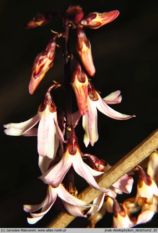 Abeliophyllum distichum (abeliofyllum koreańskie)