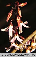 Abeliophyllum distichum (abeliofyllum koreańskie)