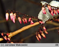 Abeliophyllum distichum (abeliofyllum koreańskie)