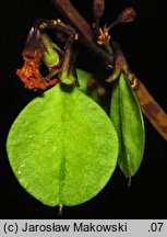 Abeliophyllum distichum (abeliofyllum koreańskie)