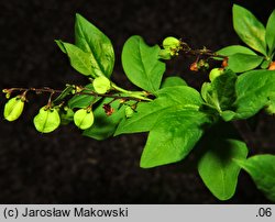 Abeliophyllum distichum (abeliofyllum koreańskie)