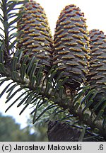 Abies koreana