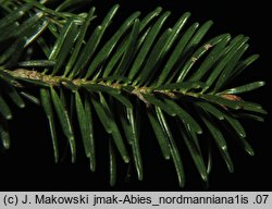 Abies nordmanniana (jodła kaukaska)