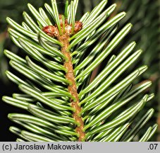 Abies nordmanniana (jodła kaukaska)