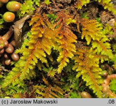 Abietinella abietina (jodłówka pospolita)