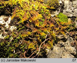 Abietinella abietina (jodłówka pospolita)