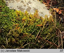 Abietinella abietina (jodłówka pospolita)