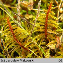 Abietinella abietina (jodłówka pospolita)