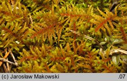 Abietinella abietina (jodłówka pospolita)