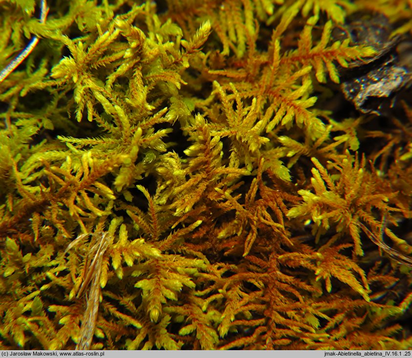 Abietinella abietina (jodłówka pospolita)