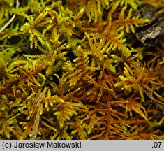 Abietinella abietina (jodłówka pospolita)