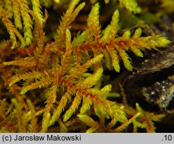 Abietinella abietina (jodłówka pospolita)