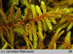 Abietinella abietina (jodłówka pospolita)