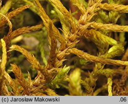 Abietinella abietina (jodłówka pospolita)