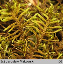 Abietinella abietina (jodłówka pospolita)