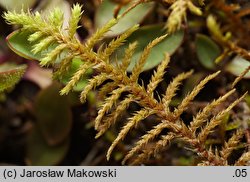 Abietinella abietina (jodłówka pospolita)