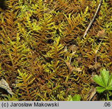 Abietinella abietina (jodłówka pospolita)