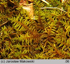 Abietinella abietina (jodłówka pospolita)