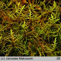 Abietinella abietina (jodłówka pospolita)