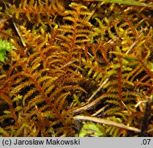 Abietinella abietina (jodłówka pospolita)