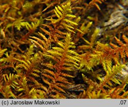 Abietinella abietina (jodłówka pospolita)