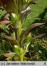 Acanthus hungaricus (akant długolistny)