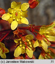 Acer platanoides