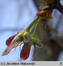 Acer saccharinum (klon srebrzysty)