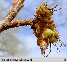 Acer saccharinum (klon srebrzysty)