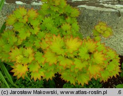 Acer shirasawanum (klon Shirasawy)