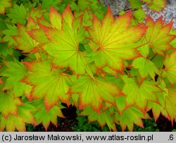 Acer shirasawanum (klon Shirasawy)