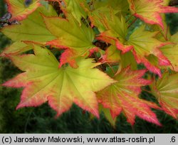 Acer shirasawanum (klon Shirasawy)