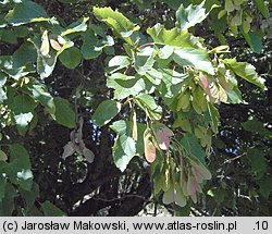 Acer tataricum