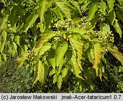 Acer tataricum