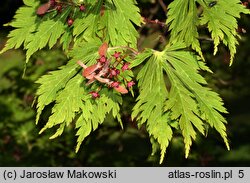 Acer japonicum Aconitifolium