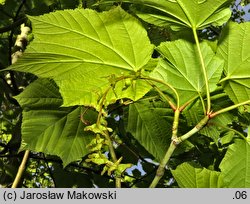 Acer tegmentosum (klon zielonokory)