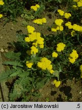 Achillea Moonshine