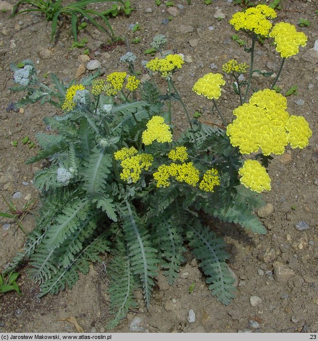 Achillea Moonshine