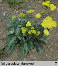 Achillea Moonshine