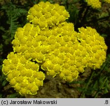 Achillea Moonshine