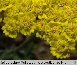 Achillea Moonshine