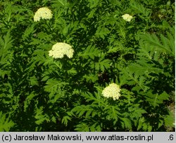 Achillea macrophylla (krwawnik wielkolistny)