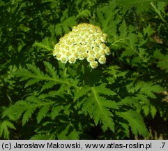 Achillea macrophylla (krwawnik wielkolistny)