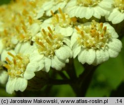 Achillea macrophylla (krwawnik wielkolistny)